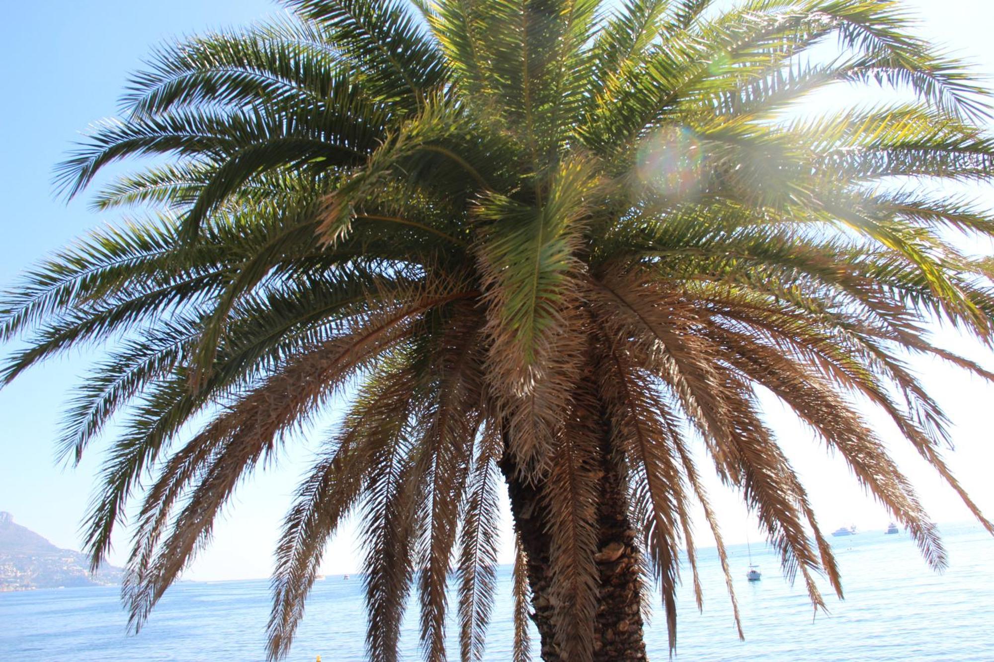 Hotel La Villa Patricia - Charme Et Tradition Villefranche-sur-Mer Exterior photo